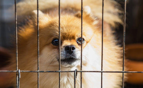 Dog Crate Anxiety