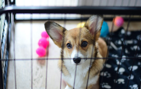 Dog Crate Training Mistakes