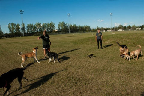 Dog Training through Exercise