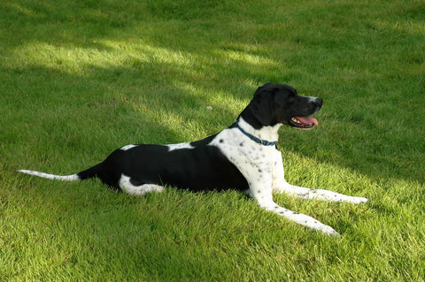 English Pointer - Fun Facts and Crate Size