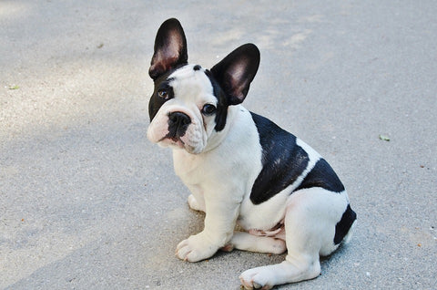 french bulldog colors brindle & white