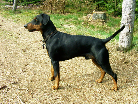 German Pinscher - Fun Facts and Crate Size