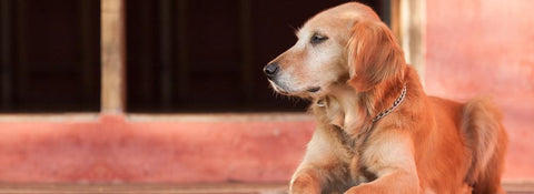 Golden Retriever - Fun Facts and Crate Size