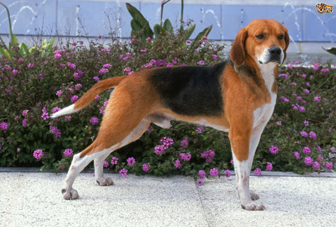 beagle size