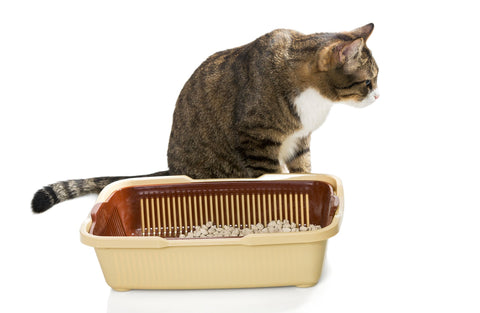 Hidden Litter Box Ideas