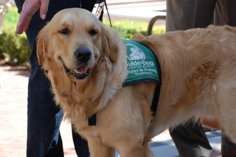 How are guide dogs trained