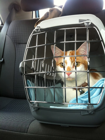 the importance of crating a cat
