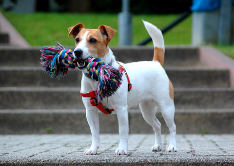 Jack Russell Terrier - Fun Facts and Crate Size