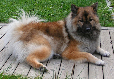 Keeshond dog crate size