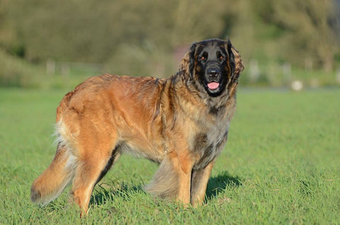 Leonberger dog crate size