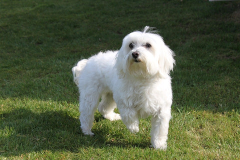 maltese big dog