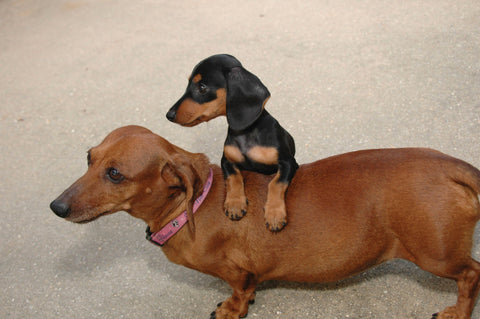 Miniature Dachshund vs Standard