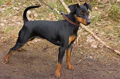 Miniature Pinscher - Fun Facts and Crate Size