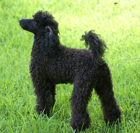 a miniature poodle