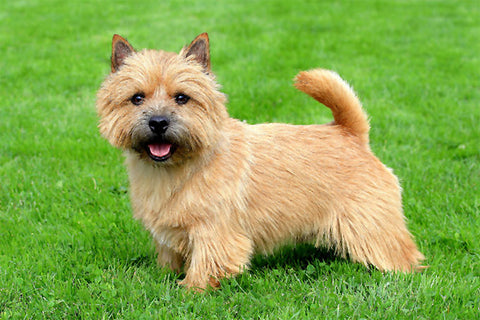 norwich terrier breeders list