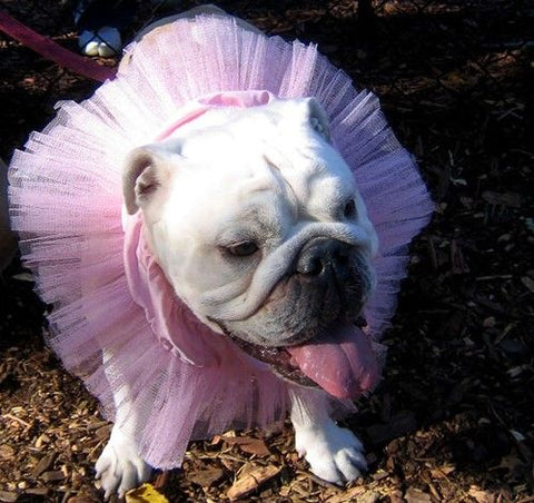 Pets Dressing like People