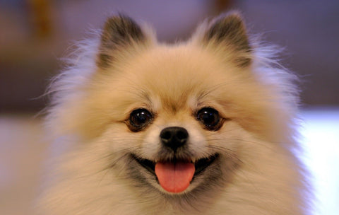 Pomeranian teddy bear dog