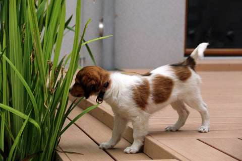 Pet crate toilet training