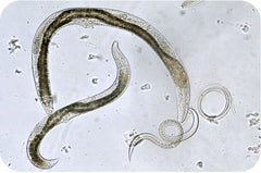 Roundworms