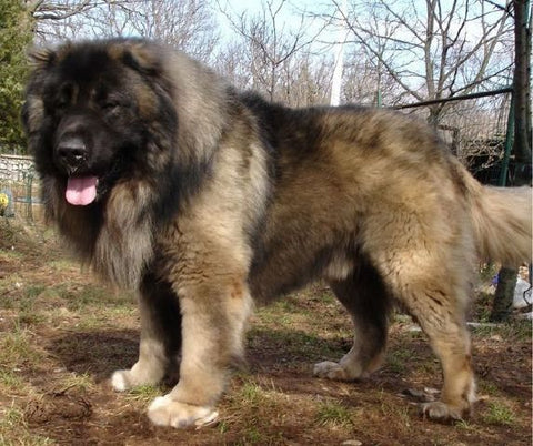 Russian Bear Dog dog crate size