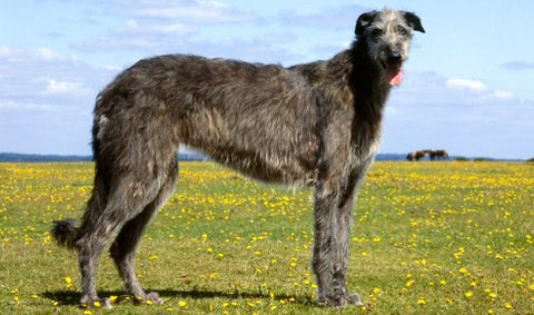Scottish Deerhound dog crate size
