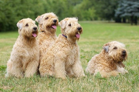 are wheaten terriers cuddly