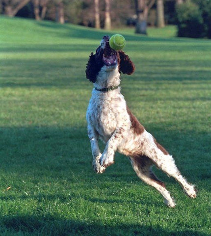 Sporting Dog breeds