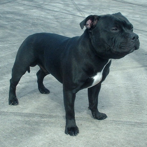 Staffordshire Bull Terrier - Fun Facts and Crate Size