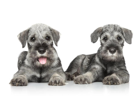 Standard Schnauzer - Fun Facts and Crate Size
