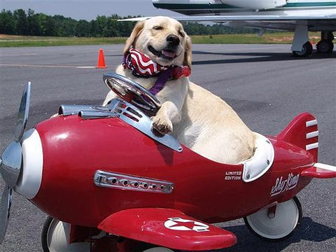 Successful Flight with Your Dog