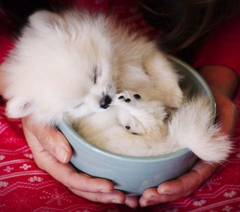 Teacup Pomeranian teddy bear dog