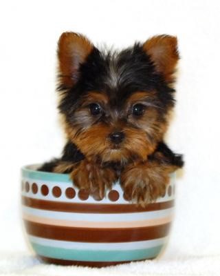 Teacup Yorkshire Terrier dog crate size