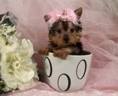 micro teacup yorkshire terrier