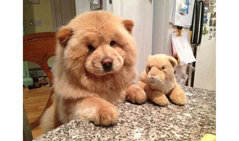 large teddy for dogs