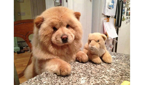 teddy bear dogs big