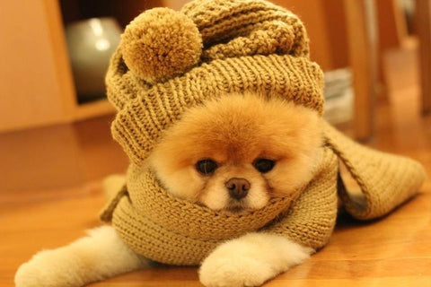 teddy bear dog