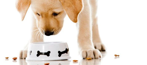 Top 25 Organic Dog Foods