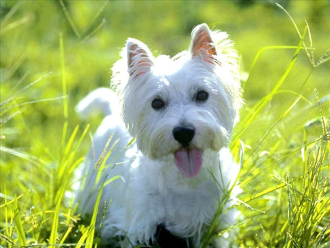West Highland White Terrier dog crate size
