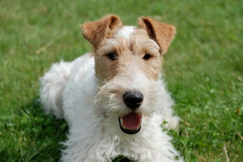 wire fox terrier hunting