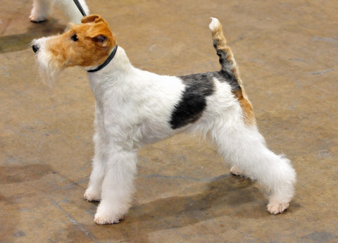 wire fox terrier training