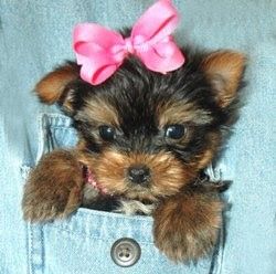 Yorkie Poo dog crate size