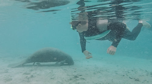 We discovered that swimming with manatees in Florida was something you could do via Trip Advisor.