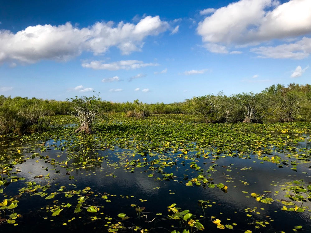 Walk the wooden footpaths to take in the beautiful wetlands at Everglades National Park!