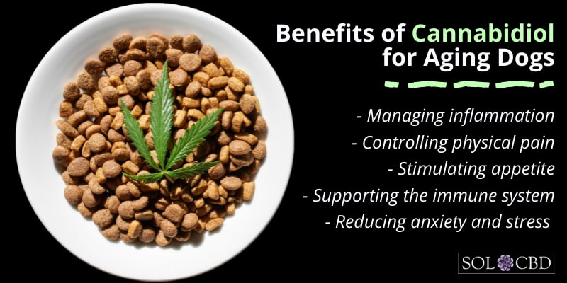 Benefits of Cannabidiol for Aging Dogs