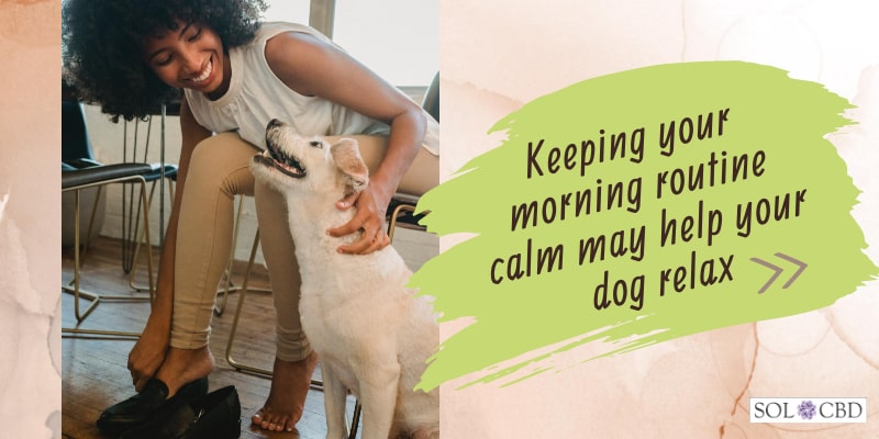 Aside from offering your pet a dog CBD supplement, you can help them with anxiety and stress in different ways as well.