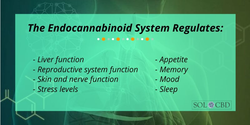 What happens when the endocannabinoid system can’t seem to balance itself? Well, that’s where CBD comes in.