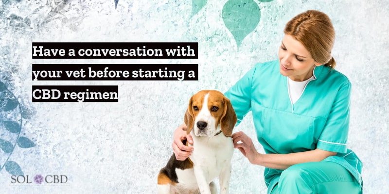 Have a conversation with your vet before starting a CBD oil regimen for your pet. 