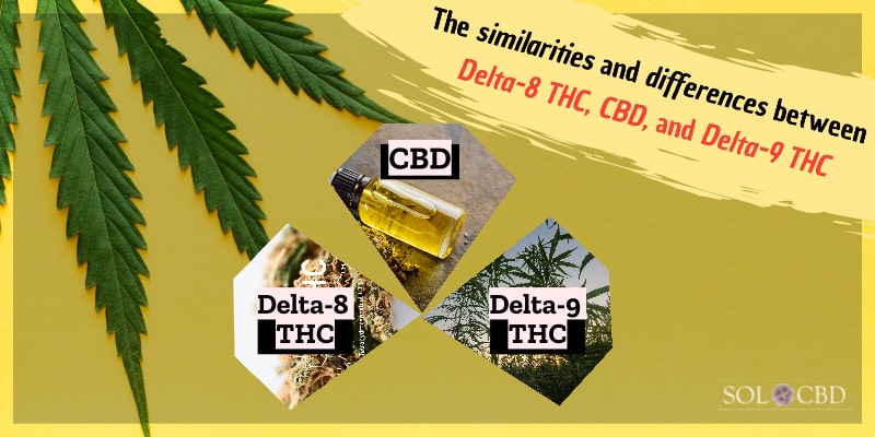 The similarities and differences between Delta-8 THC, CBD, and Delta-9 THC.