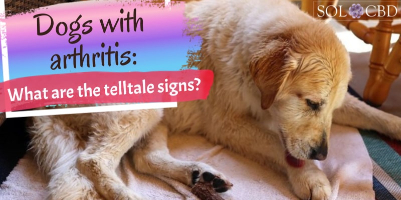 Dogs with arthritis: What are the telltale signs?