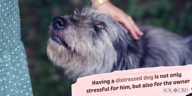 What can be done about dogs with separation anxiety other than taking them with you? Well, dog CBD may just be the answer.